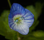 Ivyleaf speedwell